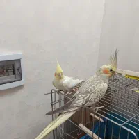 یک جفت عروس هلندی