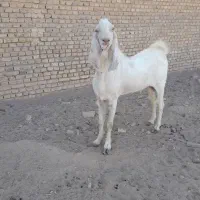 چپیش