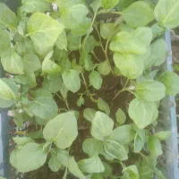 بذرگوجه گلدانی