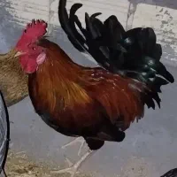 خروس