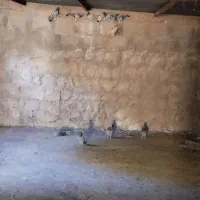 کبوتر مسافتی برگشته|پرنده|چرداول, |دیوار