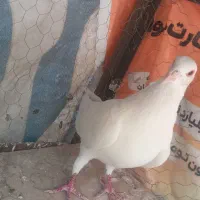کفتر نر سفید گل دم دار سوراخ