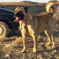 سگ سراب|سگ|بافت, |دیوار