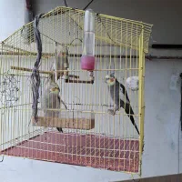 عروس هلندی