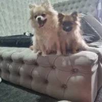 واگذاری سگ پامر