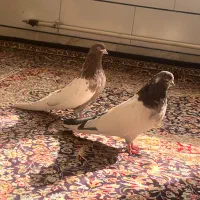 کله دم سبز