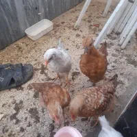 ۷تا جوجه رسمی سالم وسلامت به علت کمبود جا میفروشم