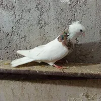 طوق