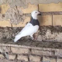 پرنده. طوقی|پرنده|خرمشهر, |دیوار