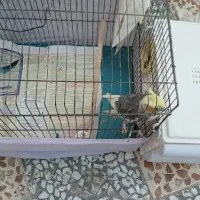 دو عروس هلندی دستی+