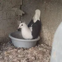 پرنده ی فروشی..