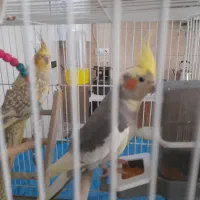 عروس هلندی ۱ جفت