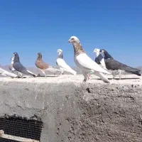 کفتر چاشنی نیشابور