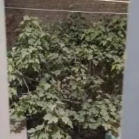 همکف دو خواب دربست بلوار مدرس خرمشهر