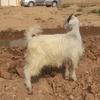 ۱ عدد بیگ نر