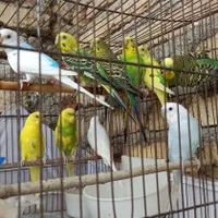 ۶جفت مرغ عشق حرفه ای|پرنده|هشتگرد, |دیوار