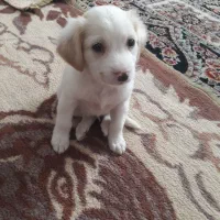 سگ شیتزوتوله2ماهه