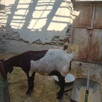 بز داشتی وگوشتی|حیوانات مزرعه|صحرای باغ, |دیوار