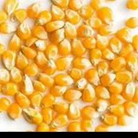 خرید وفروش ذرت وسویا گندم جو