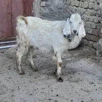 بزغاله نر|حیوانات مزرعه|دورود, |دیوار