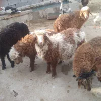 فروش ۲تابره نر و۲تابره ماده برا فروش