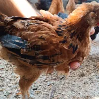 جوجه گلپایگانی ۲ ماه