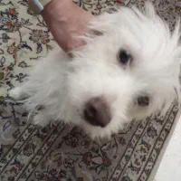 گمشده
