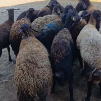 16راس گوسفند سونوگرافی شده ابستن