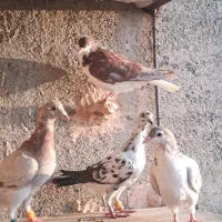 کبوتر|پرنده|نیشابور, فیض آباد|دیوار