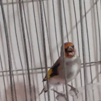 سهره ۲رگه فیروزکوهی ۱ماه قفس بخون