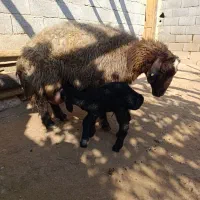 بره شیری افشاری