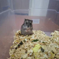 همستر|موش و خرگوش|تهران, نصرت|دیوار