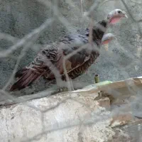 بوقلمون ماده