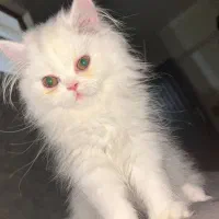 پرشین سوپر فلت ۳ ماهه انگل تراپی واکسن زده شده|گربه|اردبیل, |دیوار