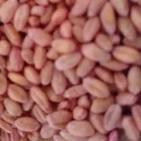 گندم آبی