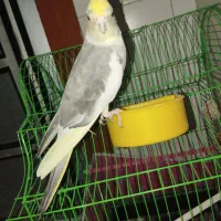 طوطی و عروس|پرنده|رفسنجان, |دیوار