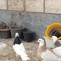 ۴تا جوجه طوقی