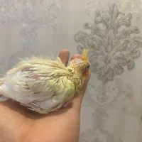 عروس هلندی سرلاکی در رنگ بندی(مولد و بالغ)|پرنده|رشت, یخسازی|دیوار