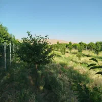 باغ بروجرد