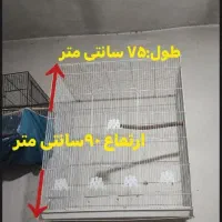 عروس هلندی لانه گرینچیک قفس مرغ عشق