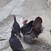 بوقلمون نر وماده