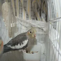 عروس هلندی ماده|پرنده|رشت, کوی غلام نیا|دیوار