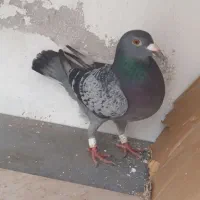 کبوتر رنگی و دورگ|پرنده|خان ببین, |دیوار