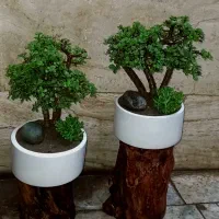 گیاه طبیعی آپارتمانی بنسای