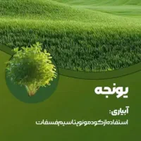 بذر یونجه