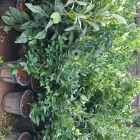 یاس هلندی فتونیا پیتسپروم|حراج|کلاچای, |دیوار
