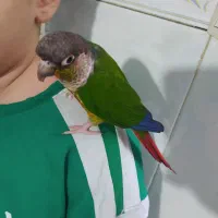 گرینچیک سخنگو عروس سخنگو طوطی سخنگو