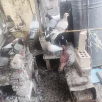 کفتر