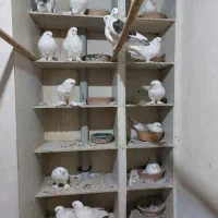 کبوترلانگ فیس|پرنده|تهران, مینای شمالی (مخبر)|دیوار