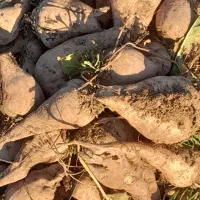 چغندر|لوازم جانبی حیوانات|صحنه, |دیوار